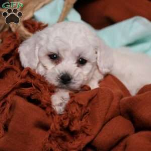 Jasper, Bichon Frise Puppy